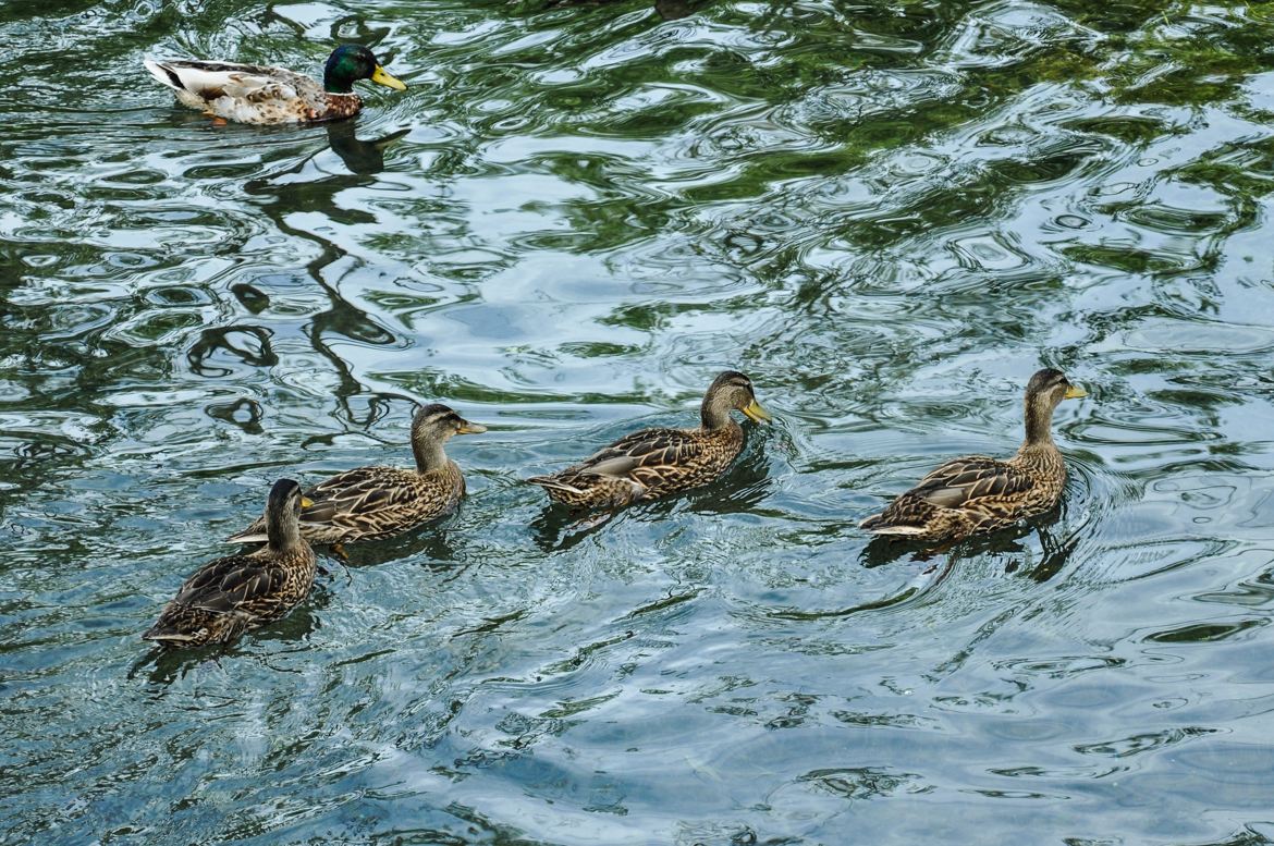 Les canards barbotes