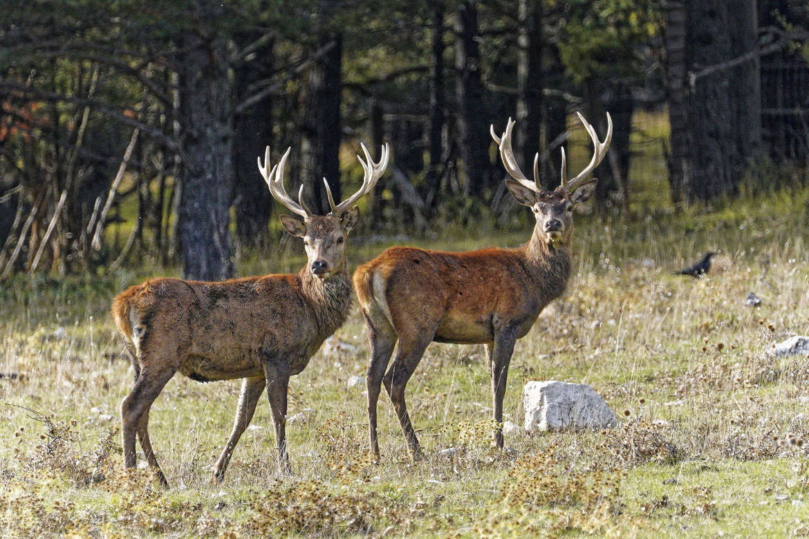 Frères jumeaux