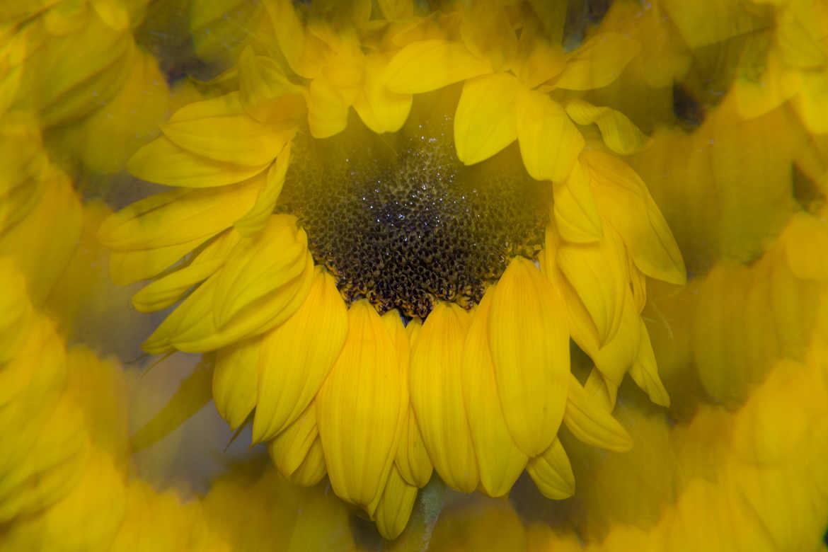 tournesol en 3 façons 2