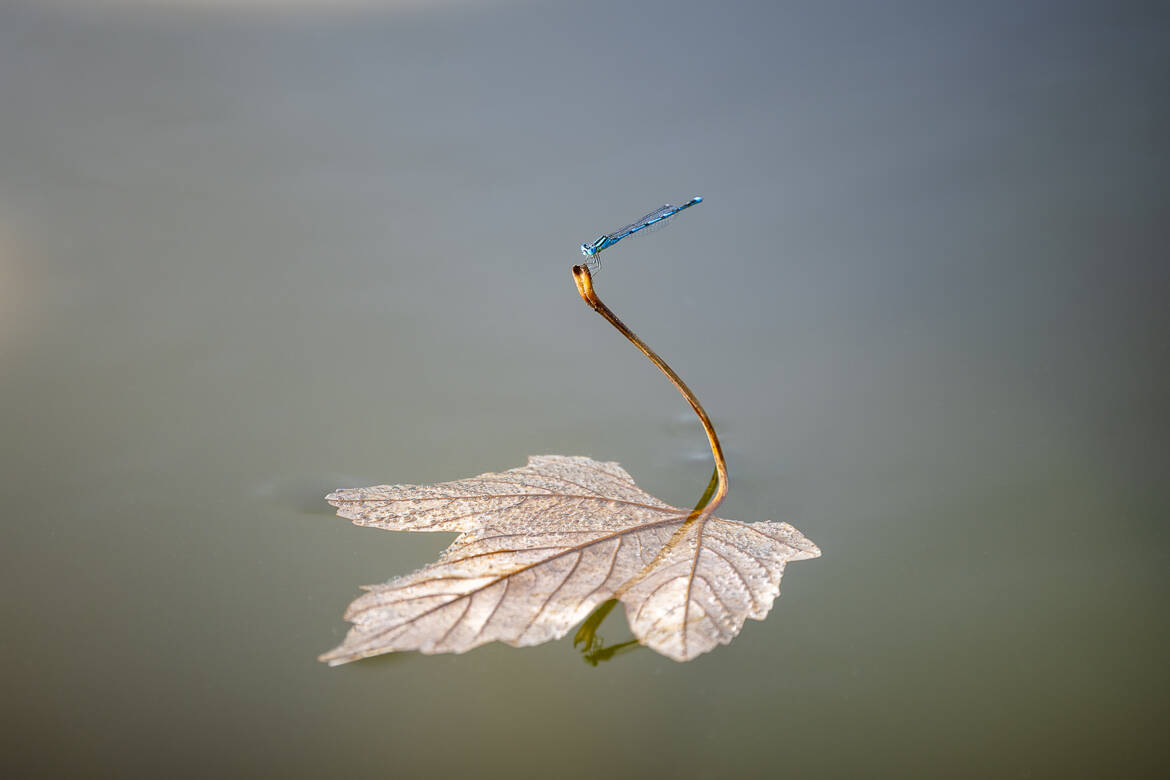 Au fil de l’eau