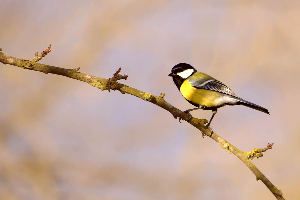 Une Présence Heureuse