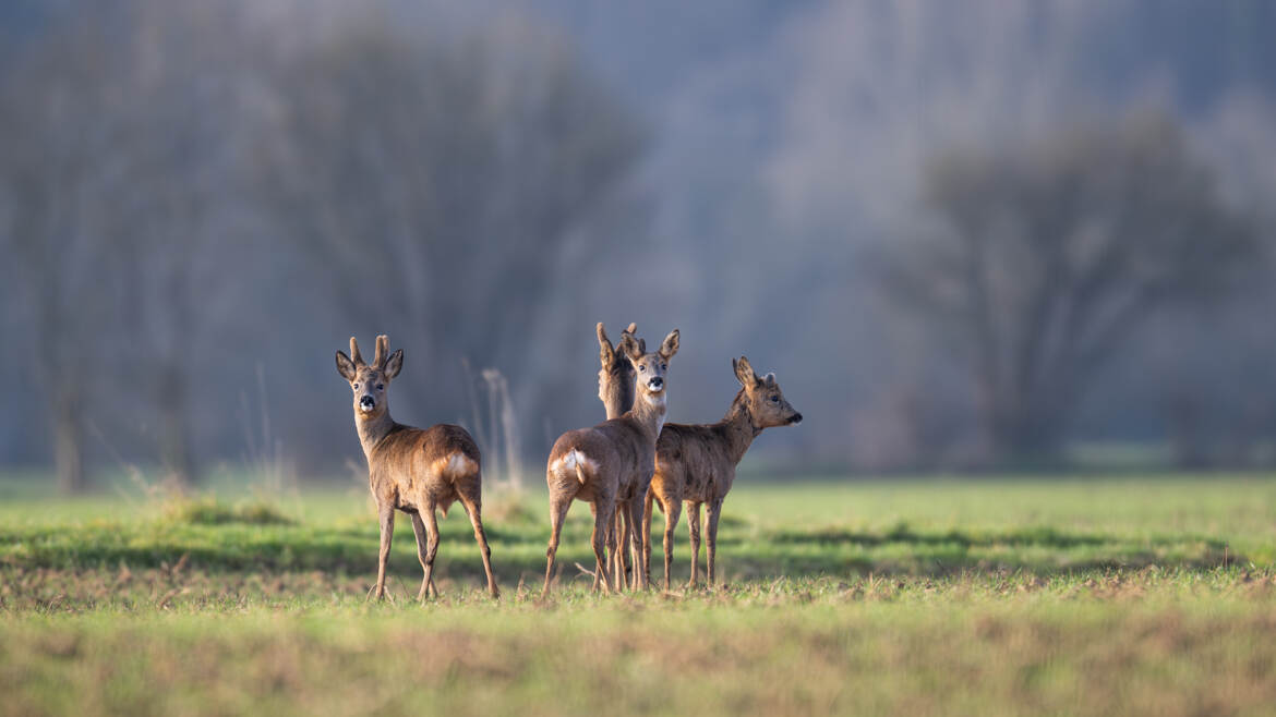 Les yeux et les oreilles de la prairie
