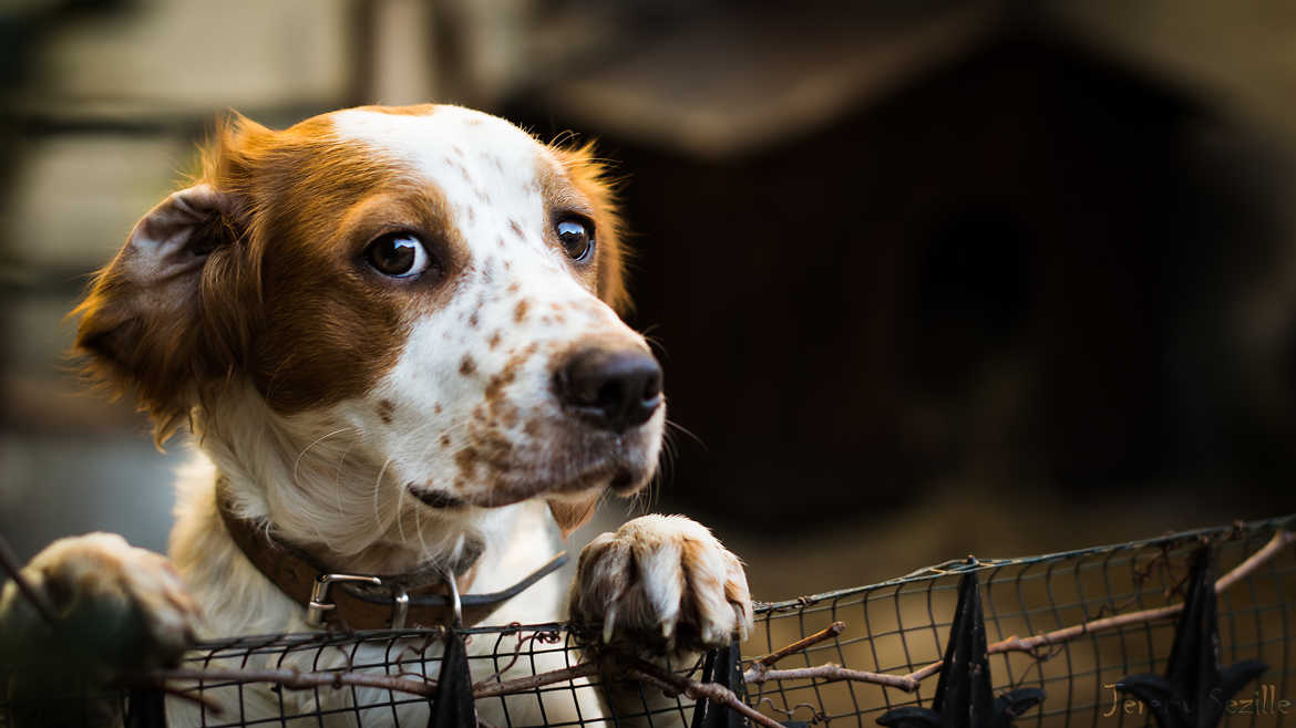Concours Photo - Animaux Domestiques - Une vie de chien par sephikhorn