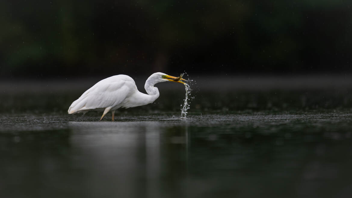 Une perche arc en ciel de moins sur l'étang