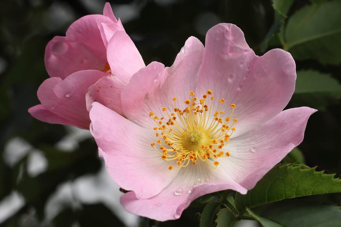 Fleur d'églantier