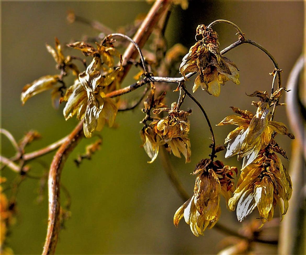 fleurs sèchées