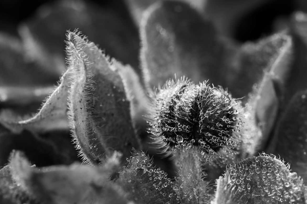 les prémices d'une pâquerette