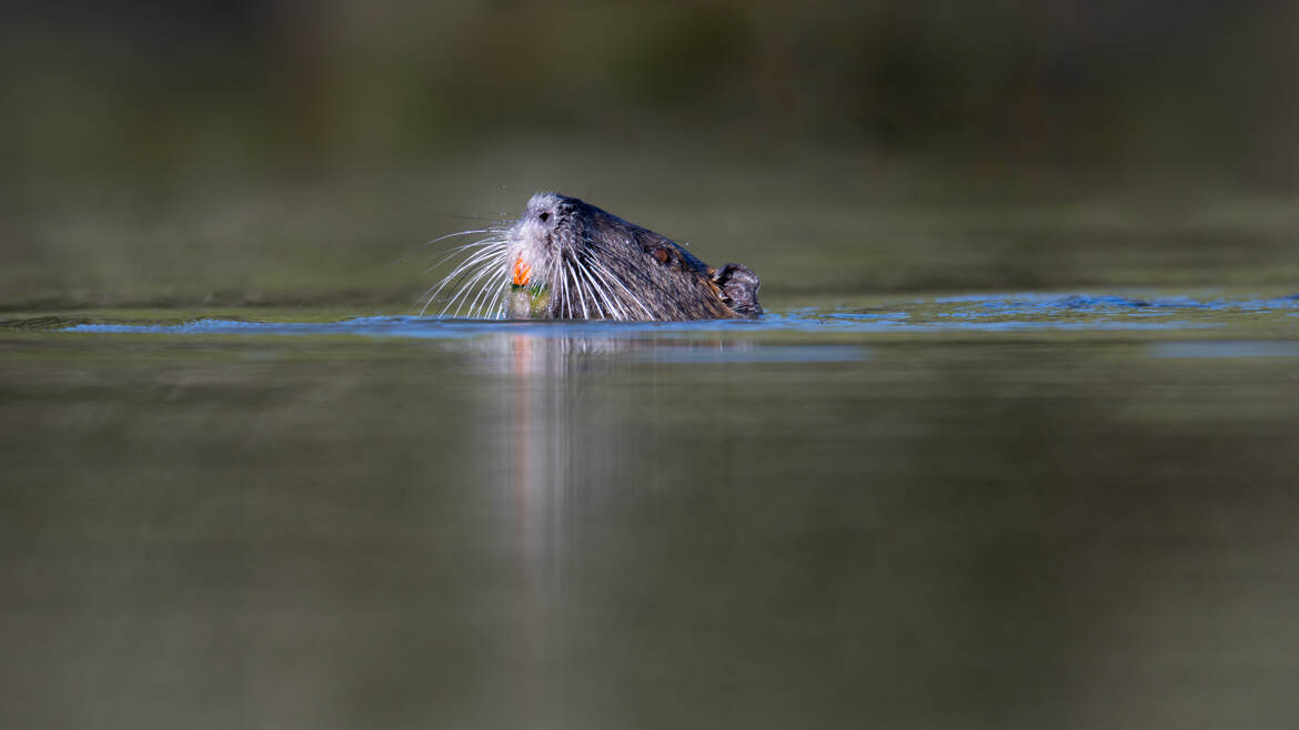 La tête hors de l'eau