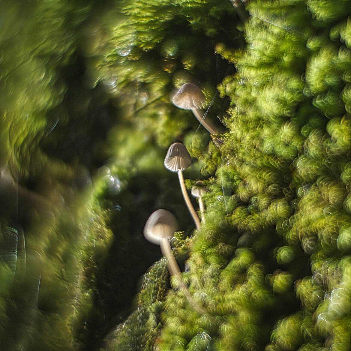 Hélios et les champignons