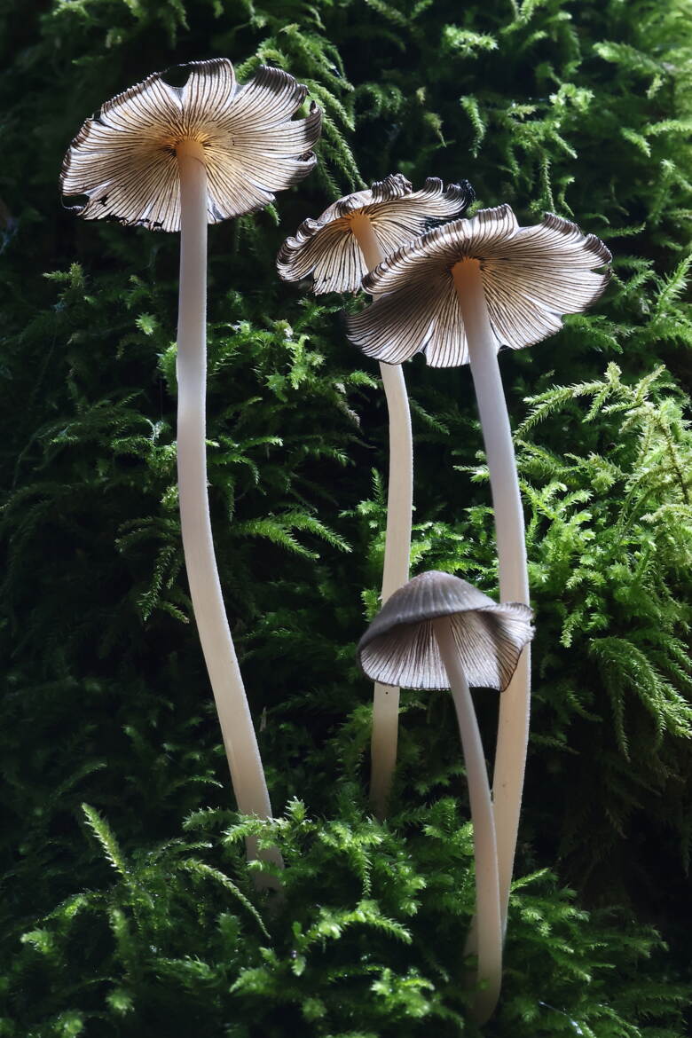 Champignons dans la Fôrêt de la Grange