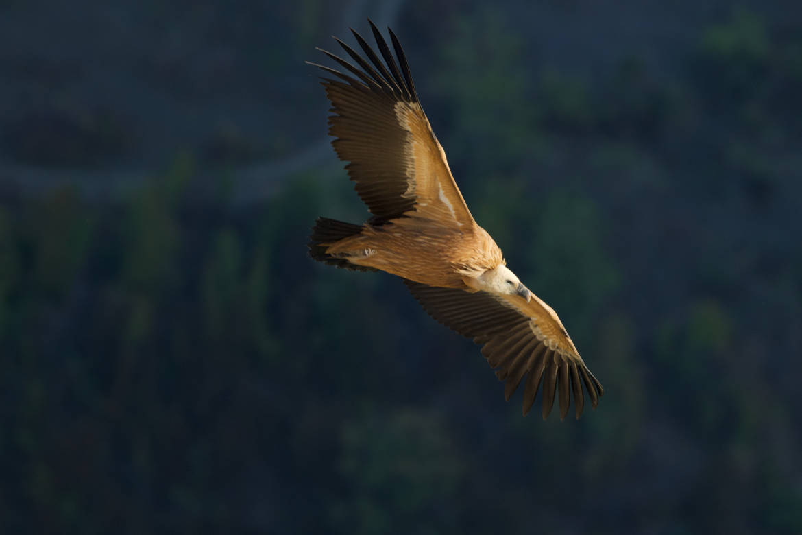 Vautour fauve