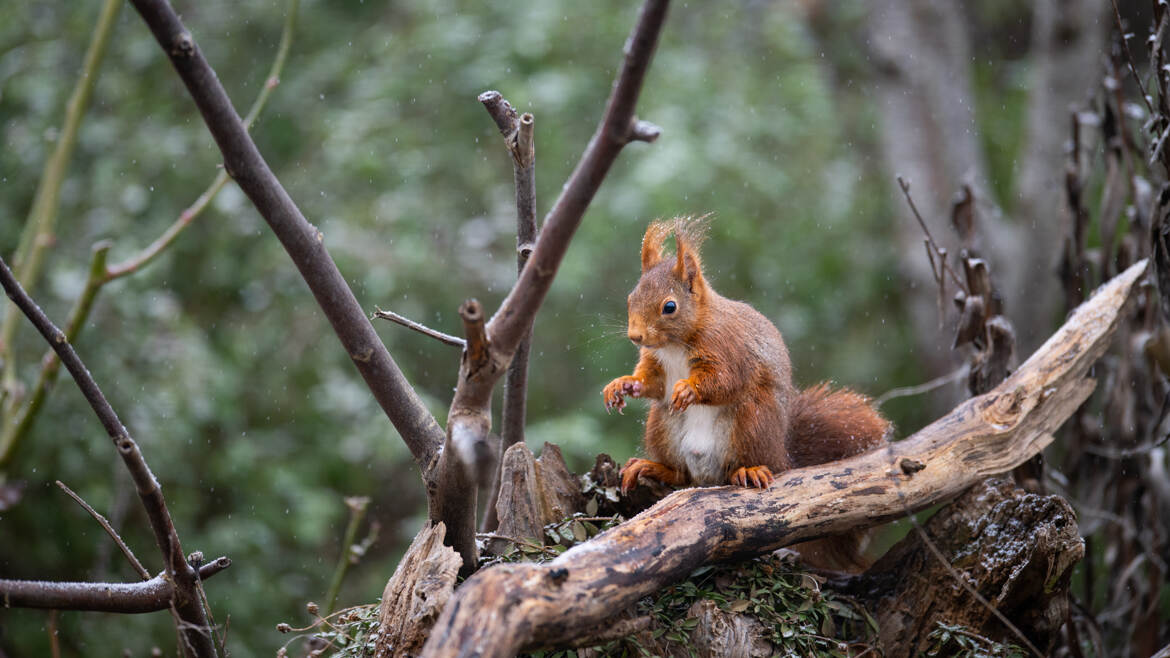 Le p'tit Lutin des bois