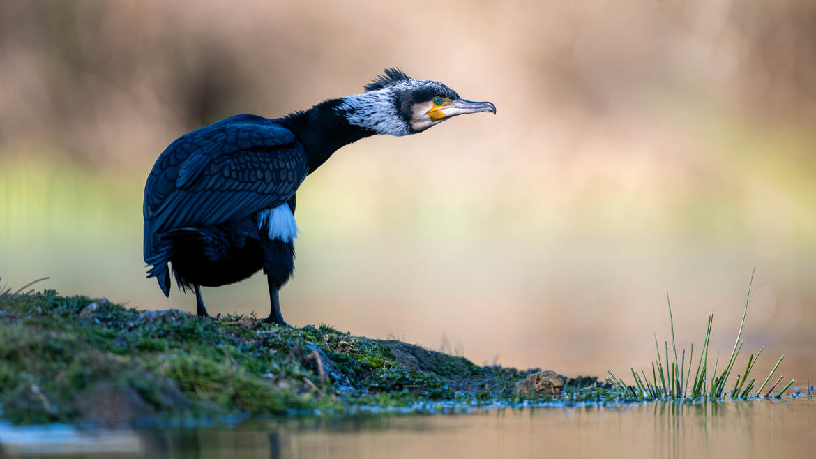 La bête noire des pisciculteurs
