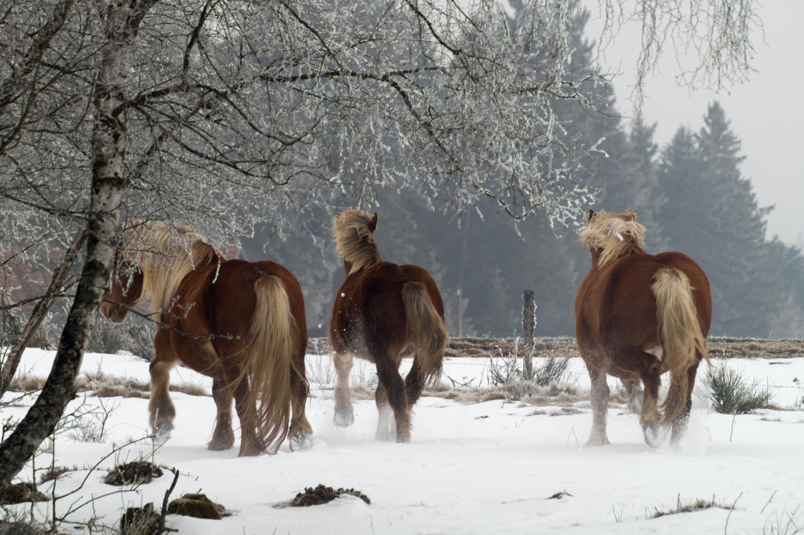 chevaux dans la neige