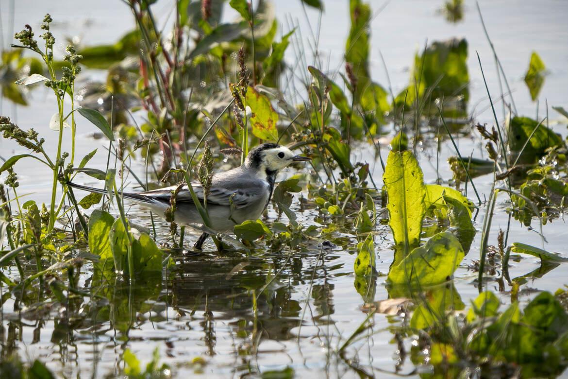 Les pieds dans l'eau