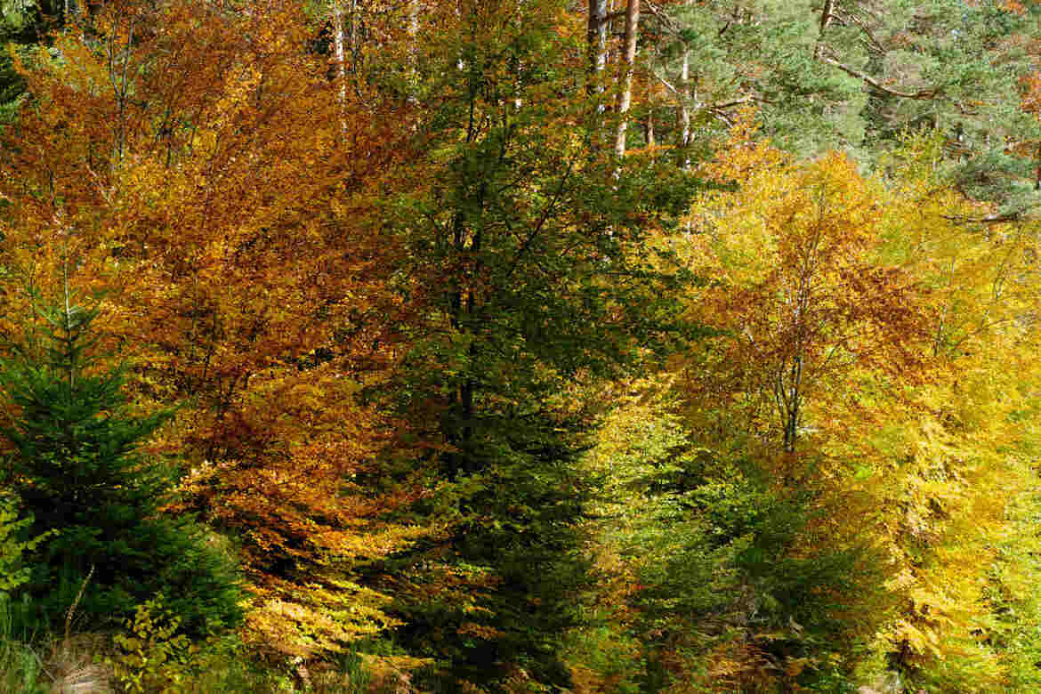 Un camaïeu flamboyant