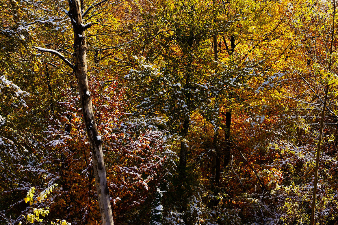 hivers précoce