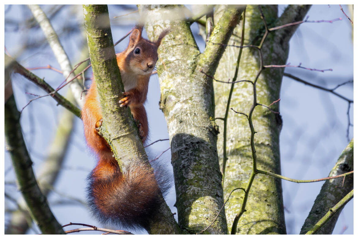 Un regard parfait pour le photographe !
