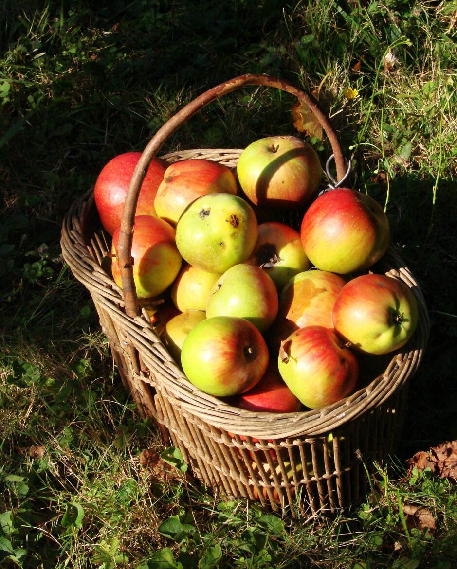 Fruits d'automne