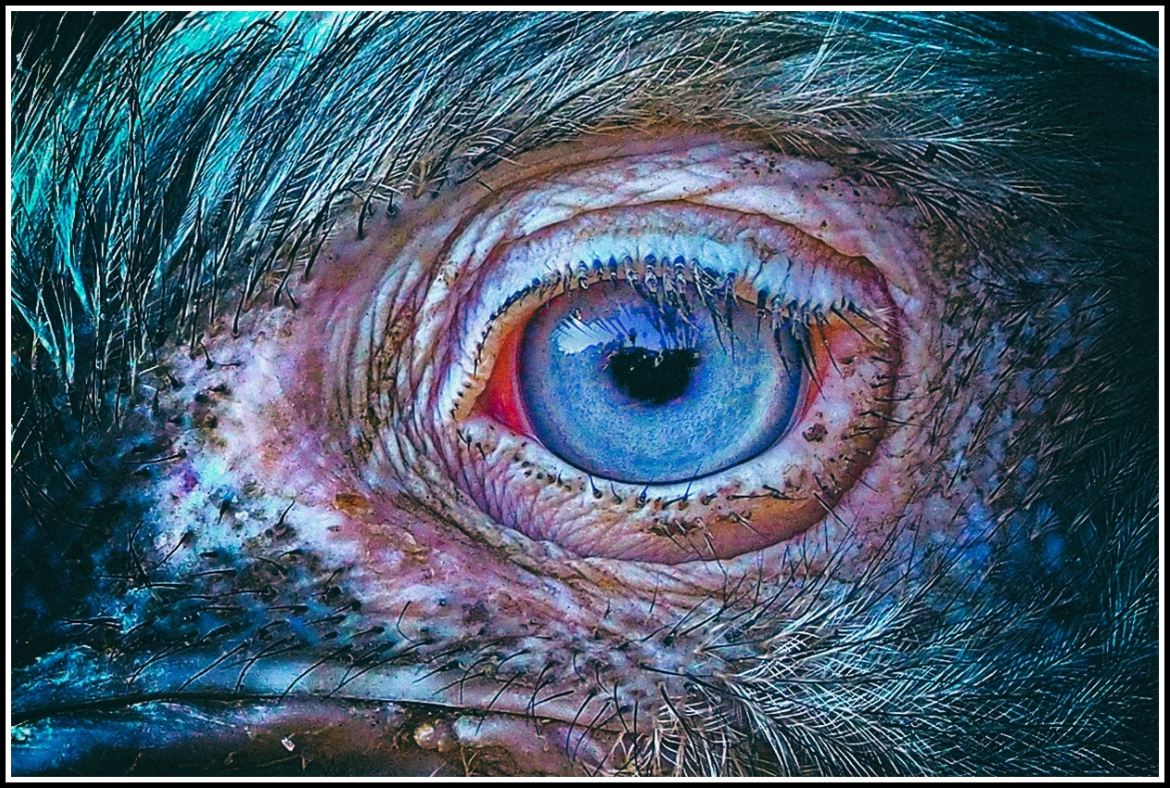 L'oeil du rhea