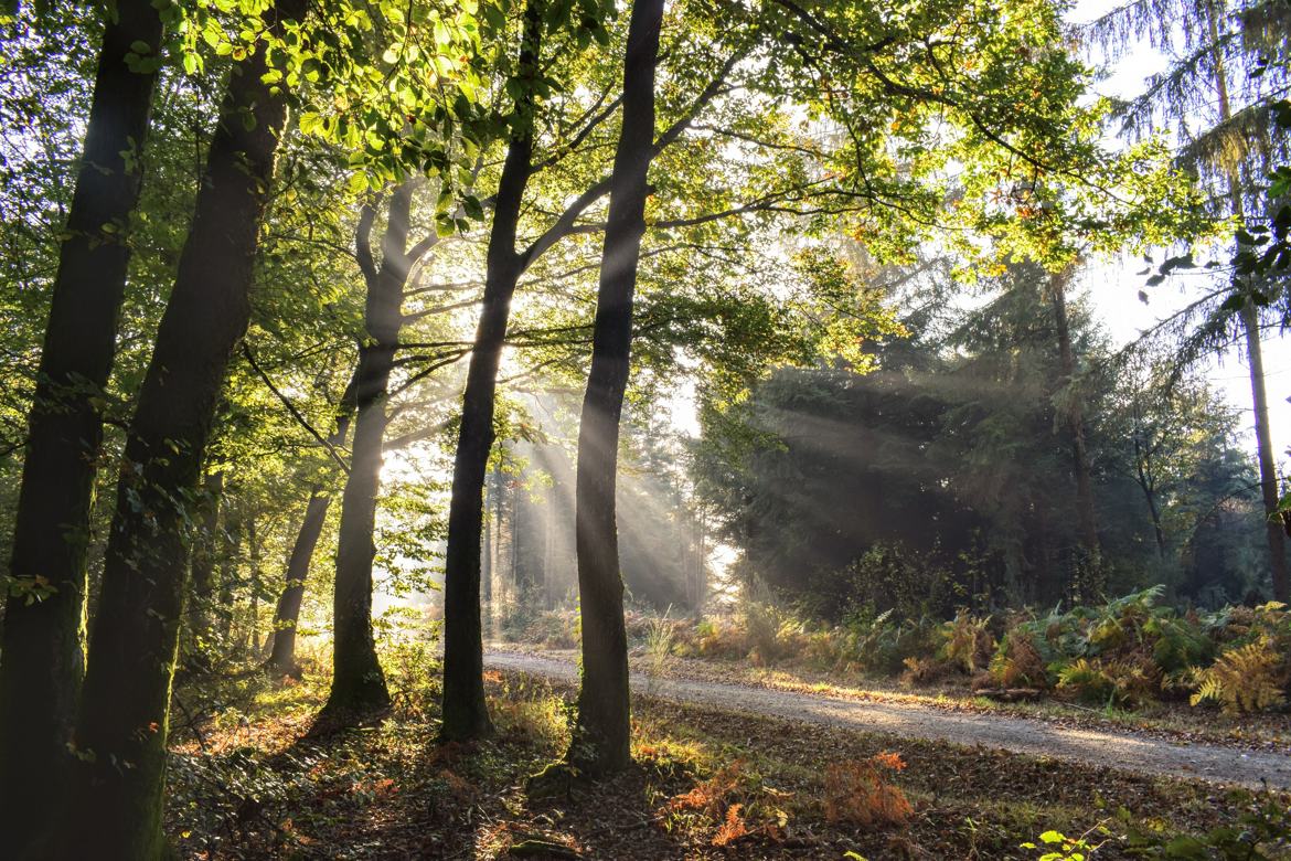 au coeur de la foret