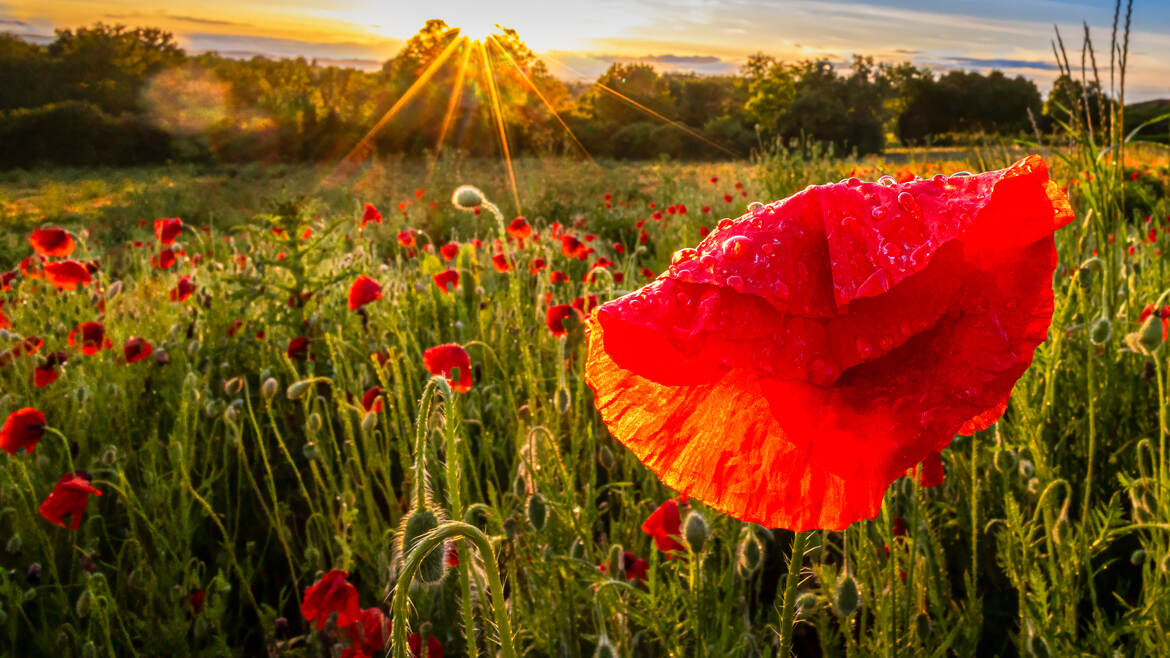 Coquelicots