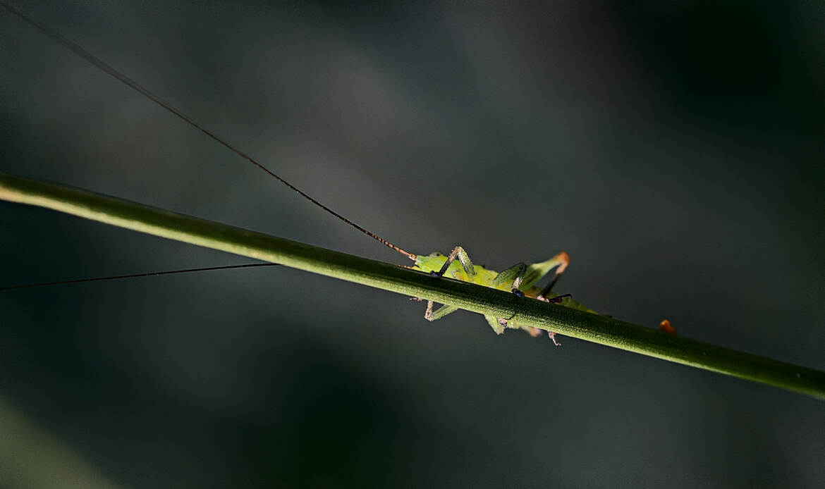 Conocéphale bigarré