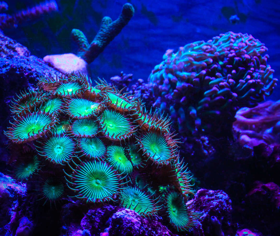corail coloré