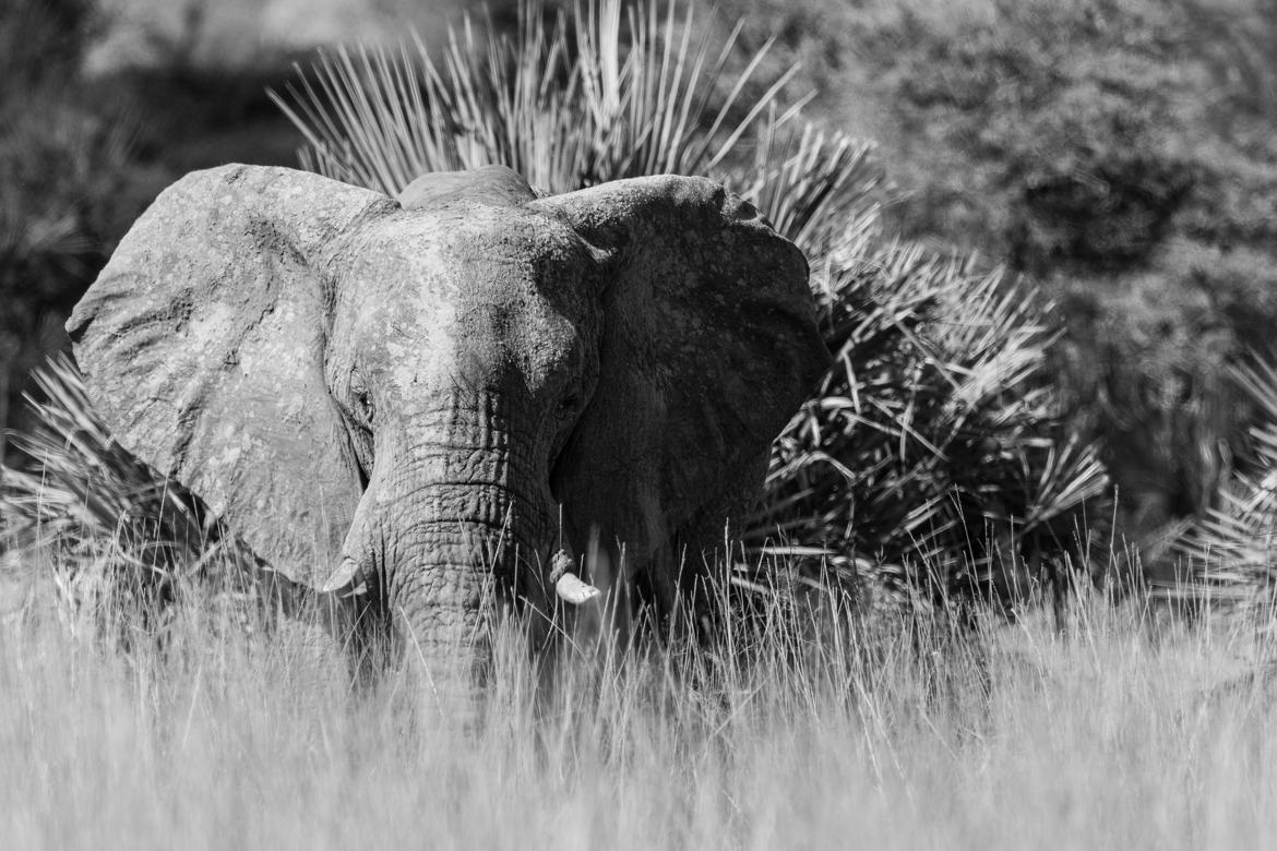 Éléphant dans la Réserve de Mahangu