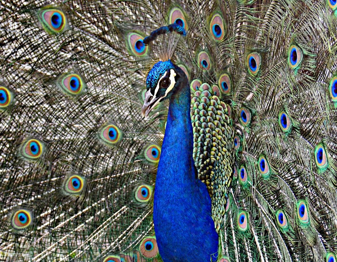 Faire la roue pour séduire