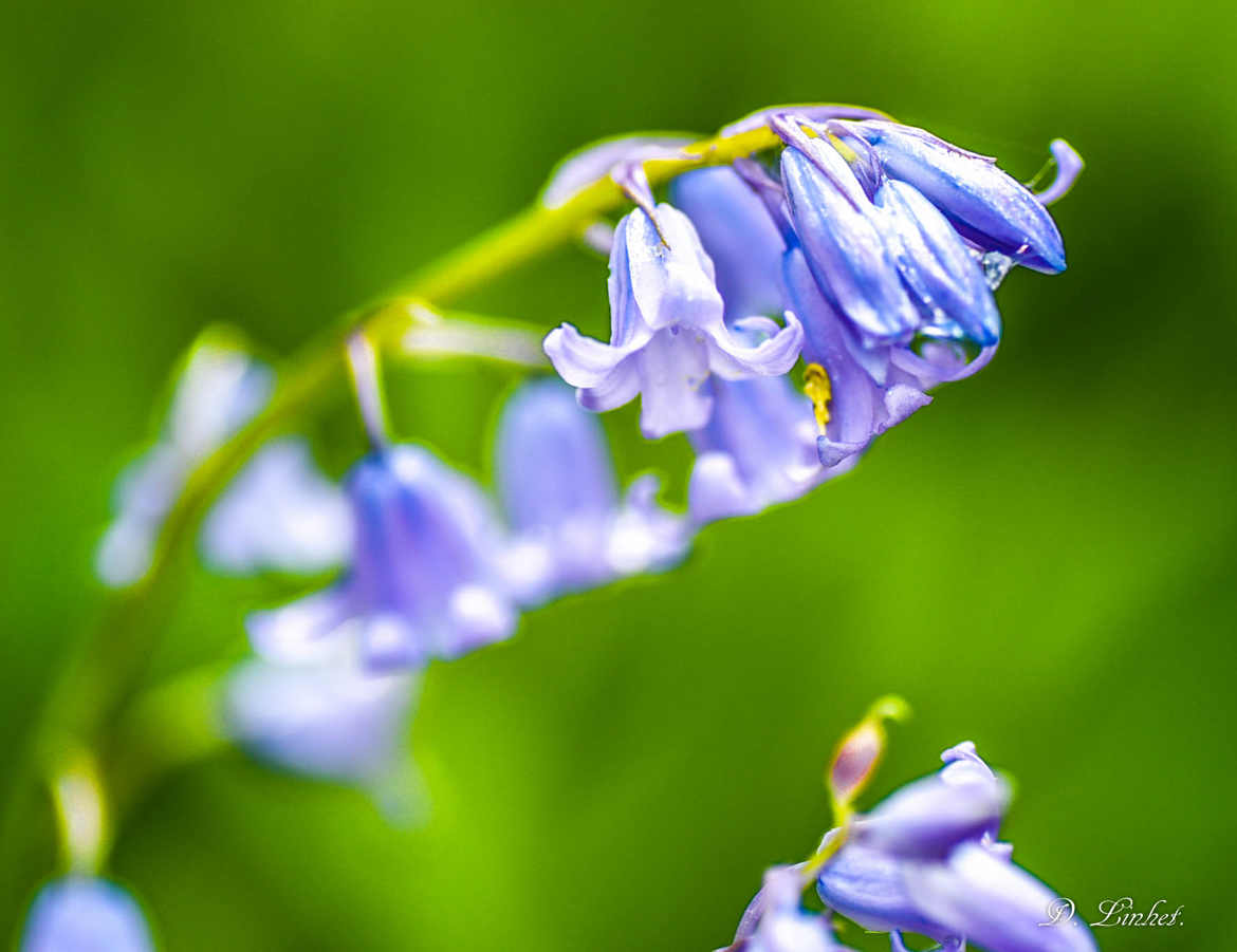 Clochettes bleue.