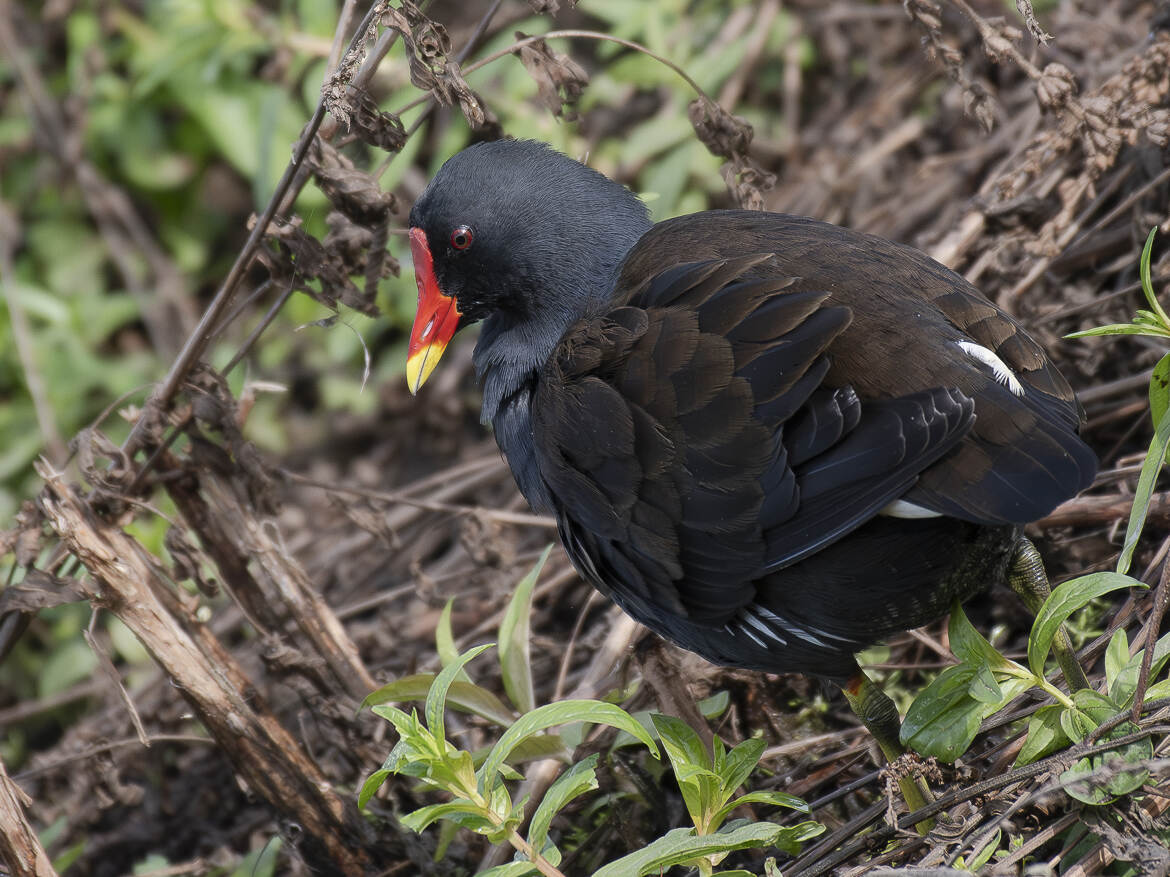 Gallinule, plus communément appelée poule d'eau.
