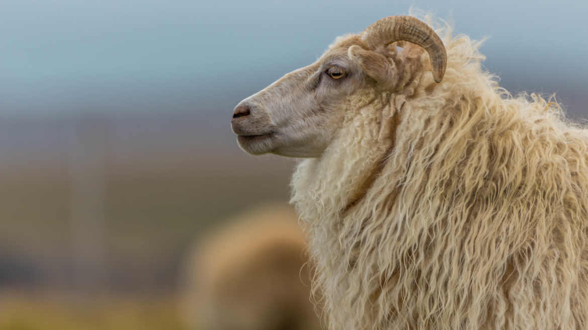 mouton islandais