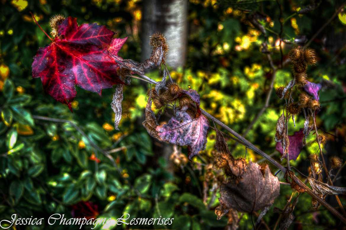 Automne HDR