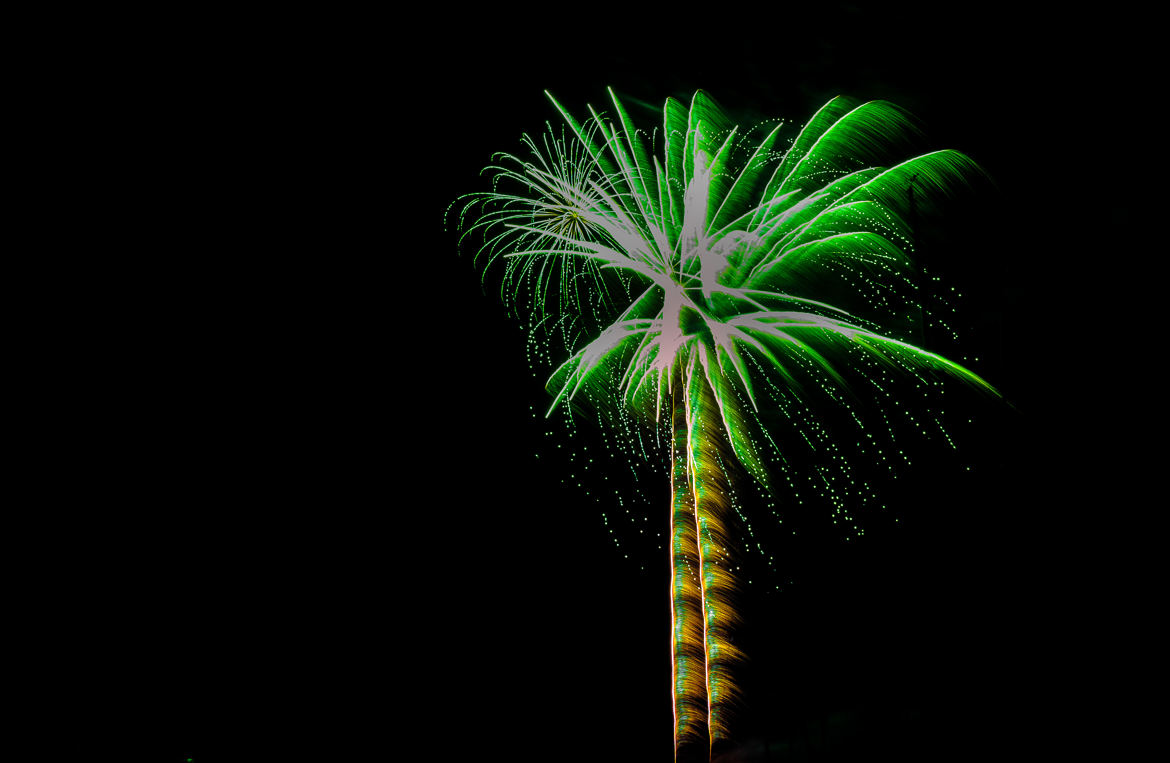 Palmiers lumineux