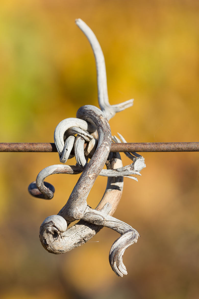 Vrille de vigne