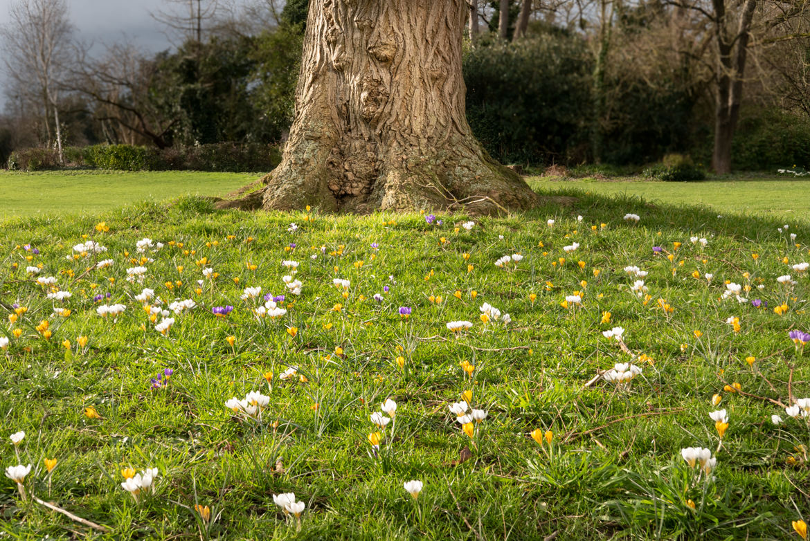 Au pied de mon arbre