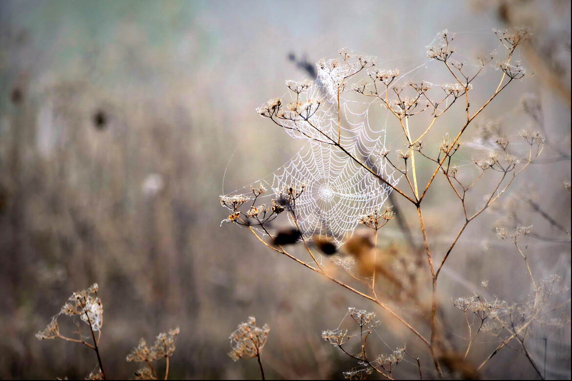 Dans la Brume d'un Matin