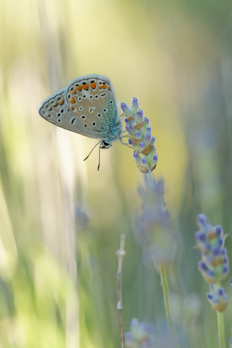 Un brin de Provence.