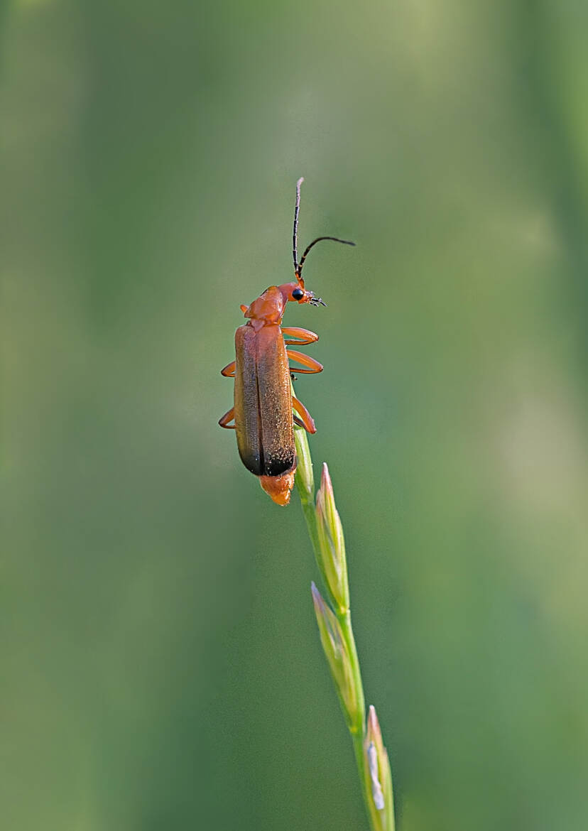 Téléphore fauve (2)