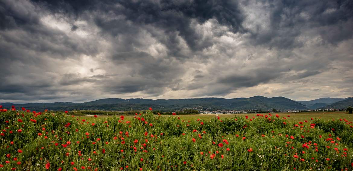 Coquelicots et nuages