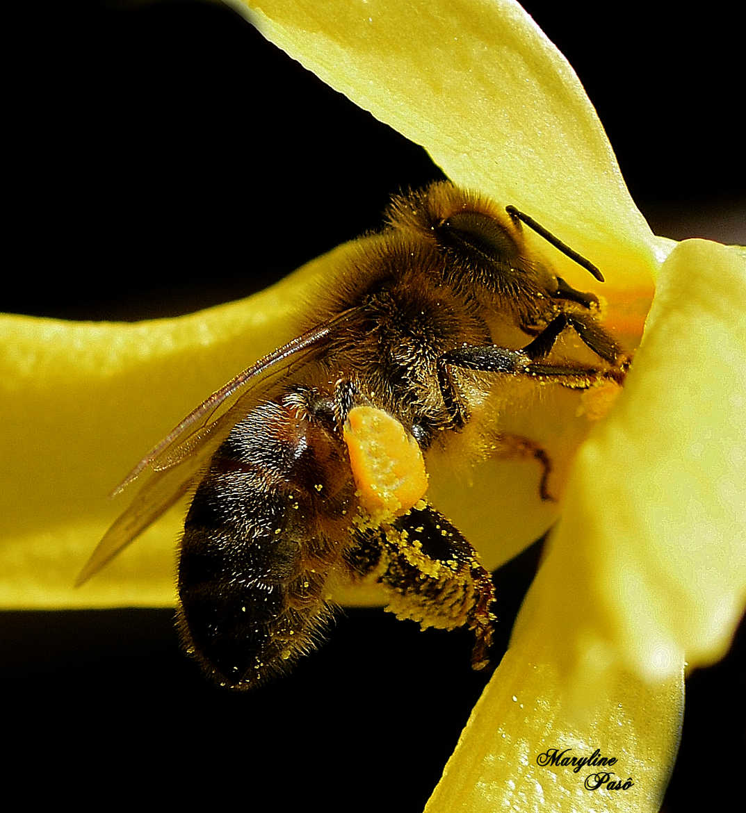 L'abeille Bzzzz