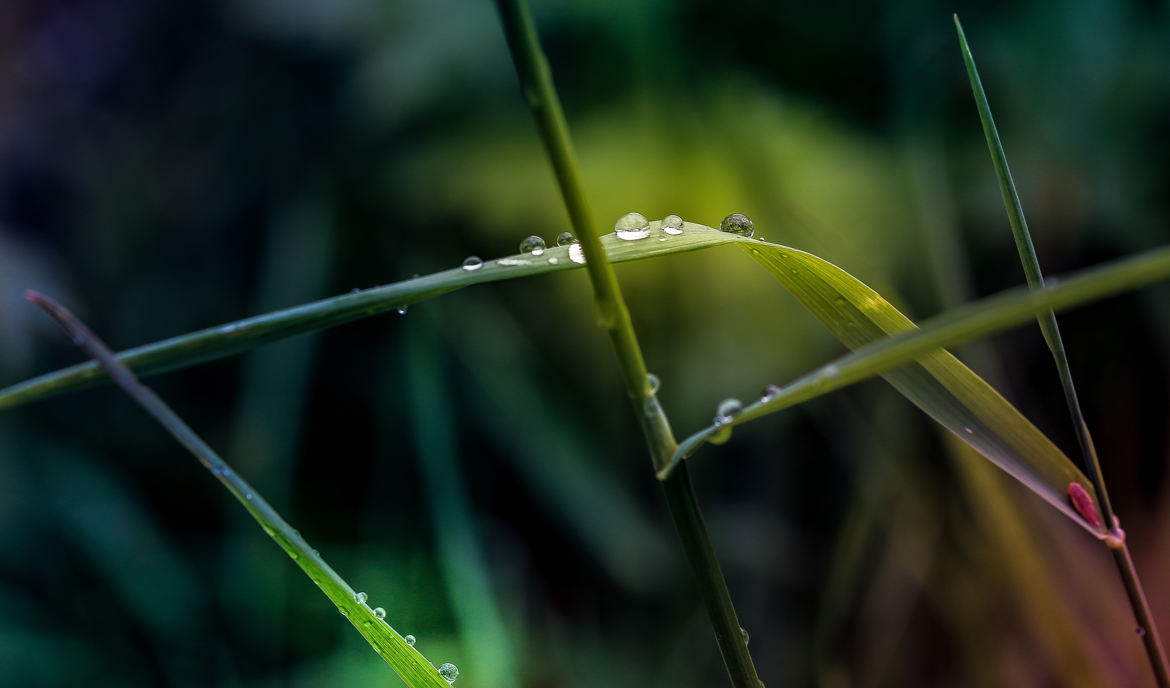 Gouttes Gouttelettes de pluie ...