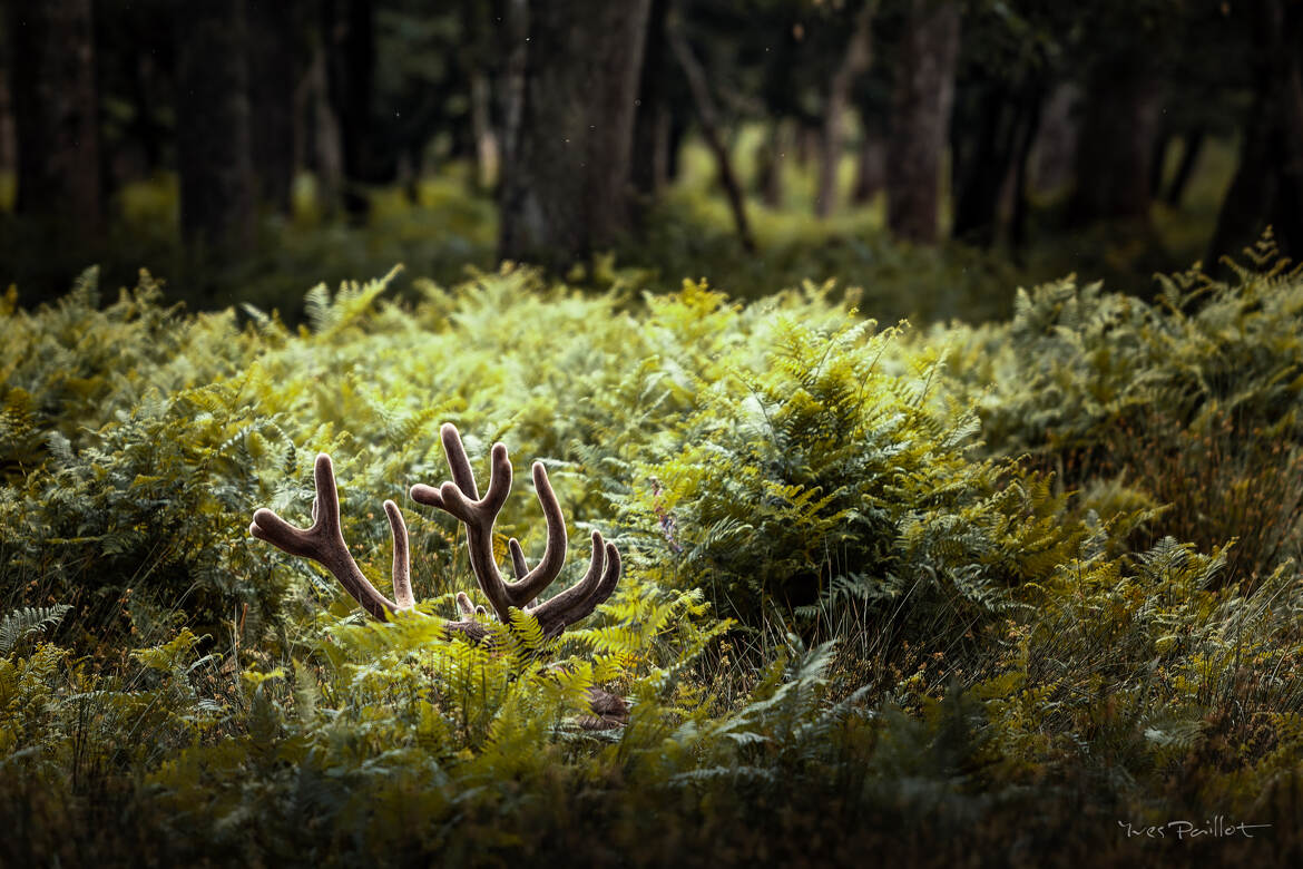 Cache-Cache dans les bois