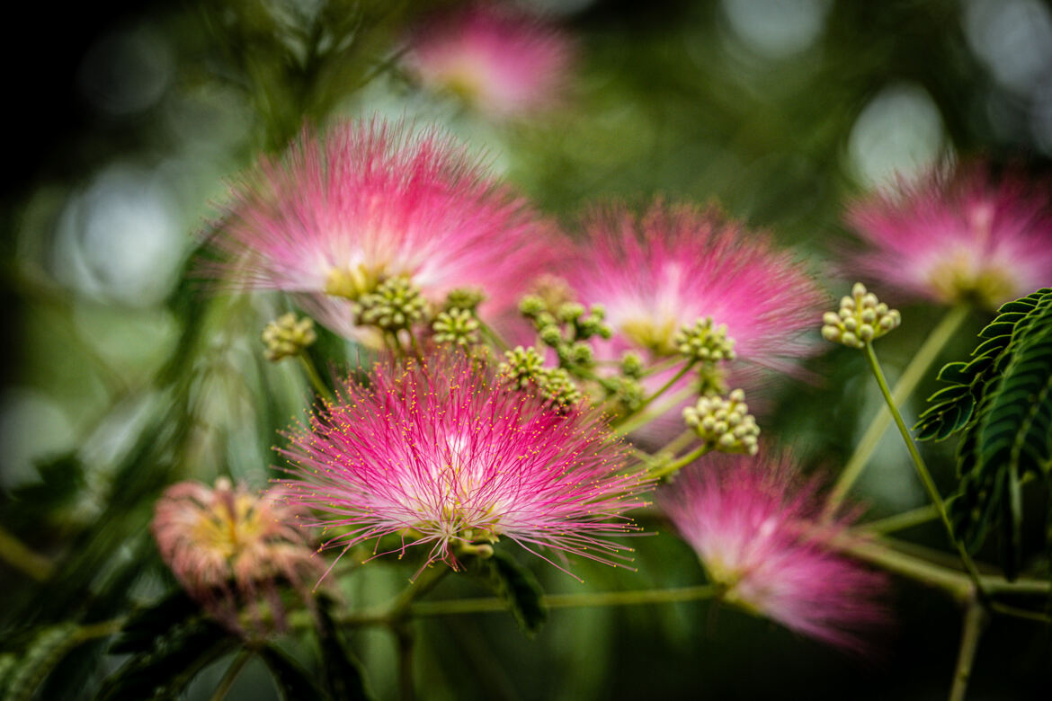 Fleur d'Albizia