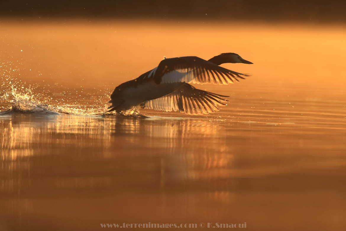 Courir sur l'eau