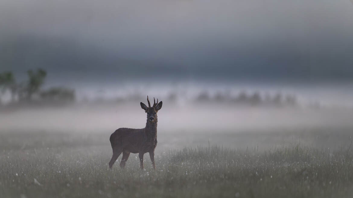 Le petit prince dans la brume