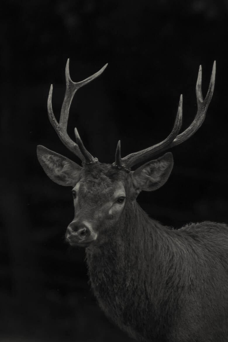 Portrait du cerf baptisé Jean-Claude Dusse