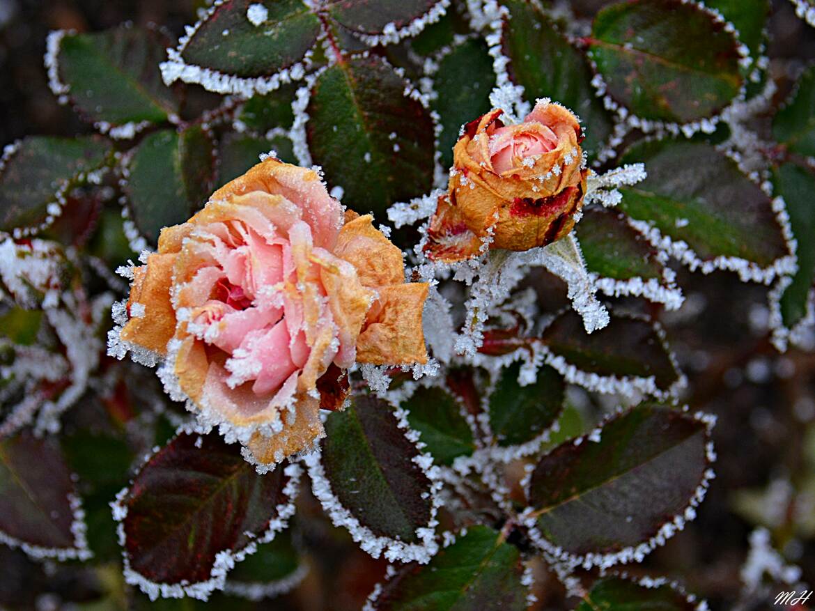 Duo glacé