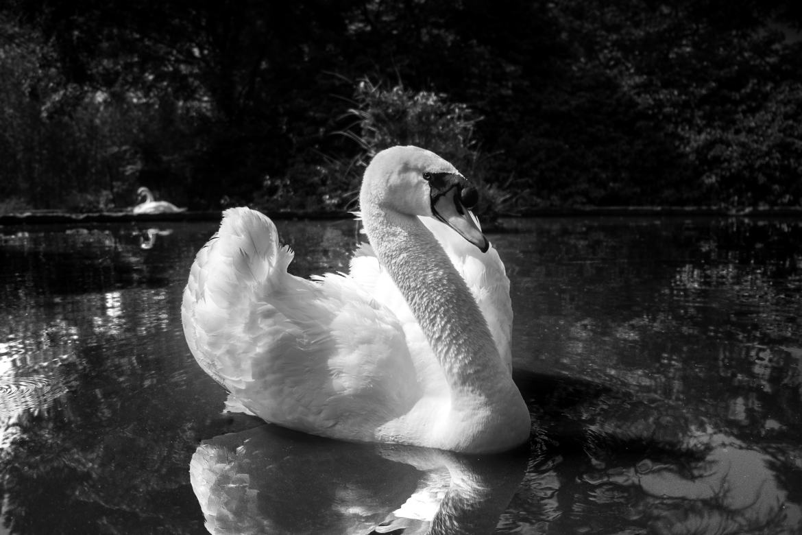 Cygne